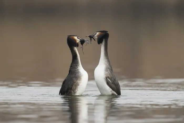 Framed Print : Great Crested Grebe (Podiceps cristatus) couple dancing on the water with nesting Framed Print : Great Crested Grebe (Podiceps cristatus) couple dancing on the water with nesting