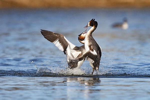 Great Crested Grebes (Podiceps cristatus) fighting on the water, Lake IJssel