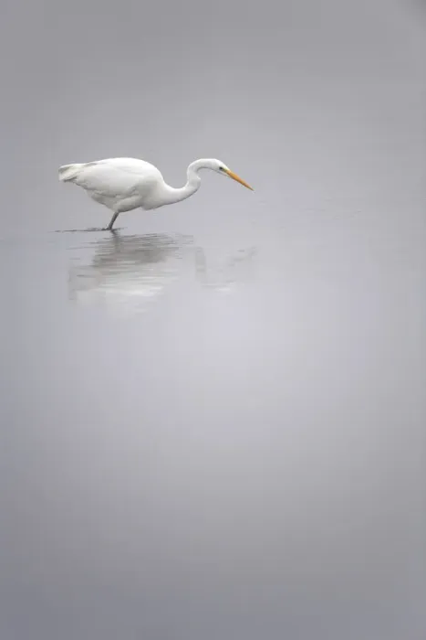 Framed Print : Great Egret (Ardea Alba) hunting in the water, oostvaardersplassen, Flevoland, the Netherlands Framed Print : Great Egret (Ardea Alba) hunting in the water, oostvaardersplassen, Flevoland, the Netherlands