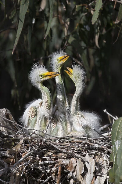 Great Egret (Ardea alba) two week old chicks in nest, Sonoma County, California