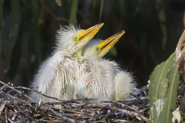 Great Egret (Ardea alba) two week old chicks in nest, Sonoma County, California