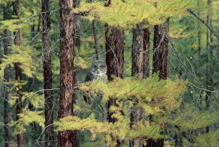 Framed Print : Great Gray Owl (Strix nebulosa), British Columbia, Canada Framed Print : Great Gray Owl (Strix nebulosa), British Columbia, Canada