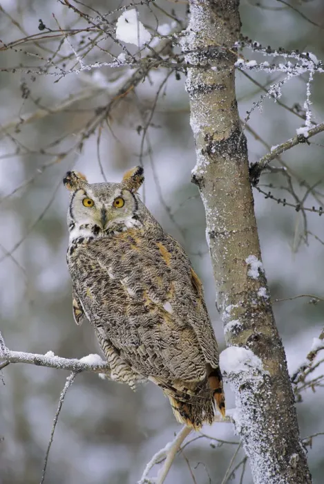 Framed Print : Great Horned Owl (Bubo virginianus), pale form, perching in a snow-covered tree, British Columbia Framed Print : Great Horned Owl (Bubo virginianus), pale form, perching in a snow-covered tree, British Columbia