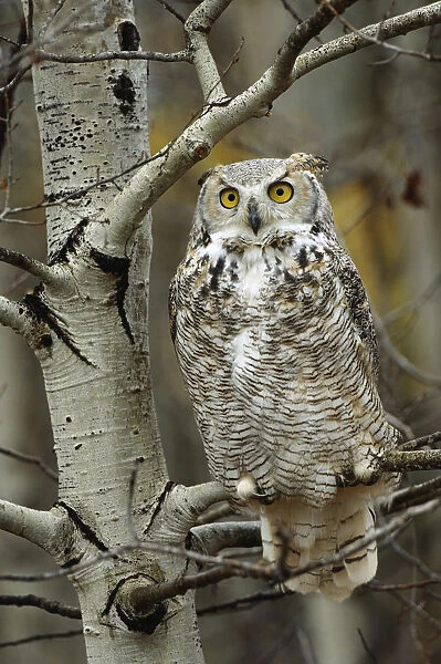 Great Horned Owl (Bubo virginianus) pale form, perched in tree, Alberta, Canada