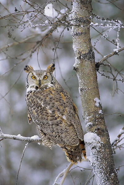 Great Horned Owl (Bubo virginianus), pale form, perching in a snow-covered tree, British Columbia