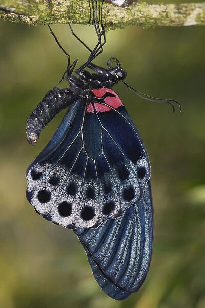 Great Mormon (Papilio memnon) butterfly, Malaysia