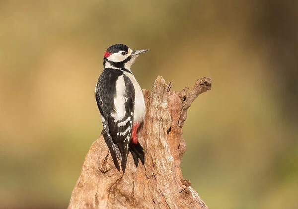 Great spotted woodpecker (Dendrocopos major) resting on tree stump, Noord-Holland