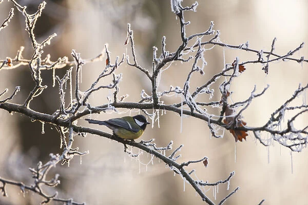 One Great Tit (Parus major) perched on a branch covered with hoarfrost at an early
