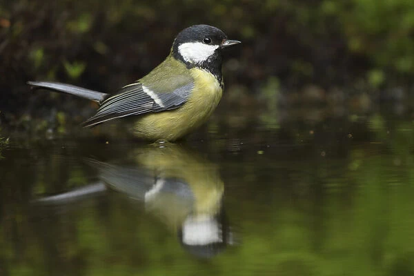 A Great Tit (Parus major) with reflection in the water, Gelderland, The Netherlands
