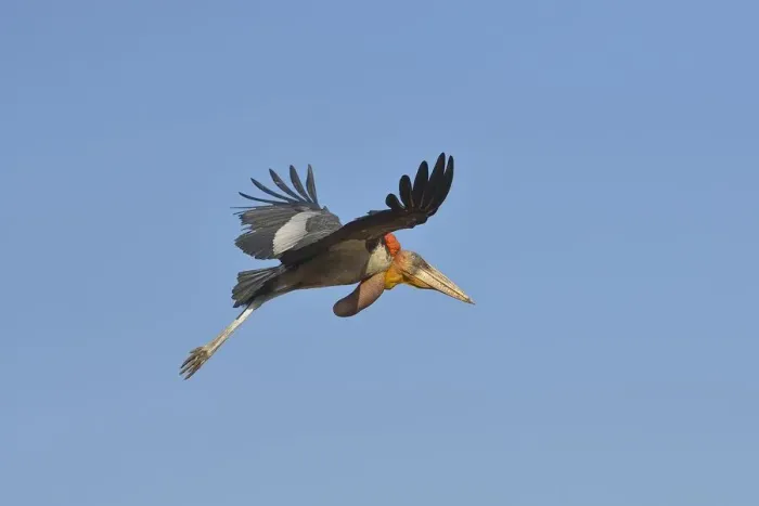 Framed Print : Greater Adjutant (Leptoptilos dubius) adult in flight over a garbage dump against a blue sky, Guwahati, Assam, India Framed Print : Greater Adjutant (Leptoptilos dubius) adult in flight over a garbage dump against a blue sky, Guwahati, Assam, India