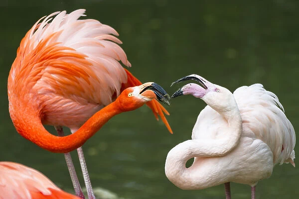 Greater Flamingo (Phoenicopterus ruber) pair fighting, native to Europe and Africa
