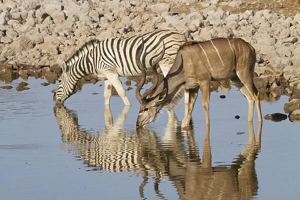 Greater kudu (Tragelaphus stepsiceros) stag and BurchellAs Zebra (Equus quagga burchellii