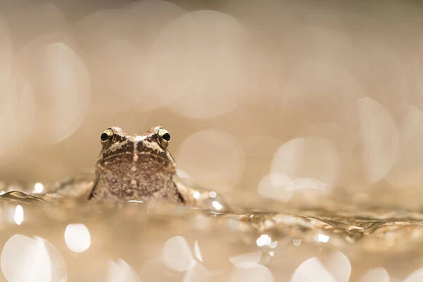Greek stream frog (Rana graeca) adult in shallow water in bokeh spots of sunlight