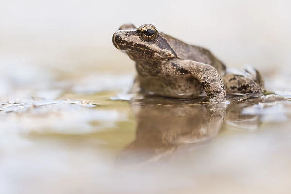 Greek stream frog (Rana graeca) adult in shallow water, Olympus National Park, Greece