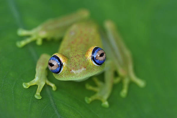 Green Bright-eyed Frog (Boophis viridis), Andasibe-Mantadia National Park, Madagascar