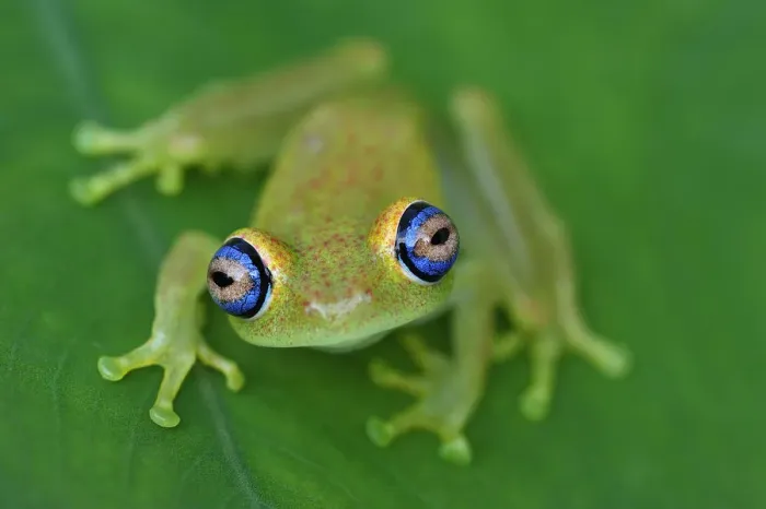 Framed Print : Green Bright-eyed Frog (Boophis viridis), Andasibe-Mantadia National Park, Madagascar Framed Print : Green Bright-eyed Frog (Boophis viridis), Andasibe-Mantadia National Park, Madagascar