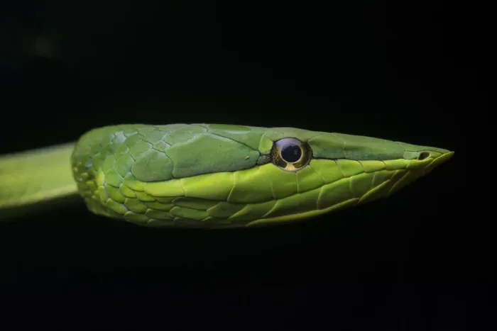 Framed Print : Green Vine Snake (Oxybelis fulgidus) close up, Utila, Honduras