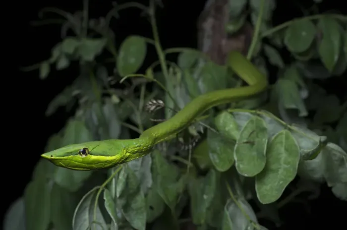 Framed Print : Green Vine Snake (Oxybelis fulgidus) on vegetation, Utila, Honduras Framed Print : Green Vine Snake (Oxybelis fulgidus) on vegetation, Utila, Honduras