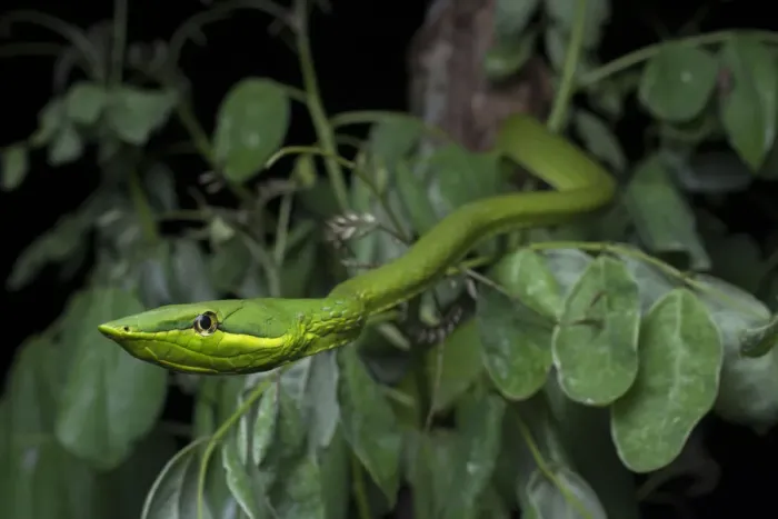 Framed Print : Green Vine Snake (Oxybelis fulgidus) on vegetation, Utila, Honduras Framed Print : Green Vine Snake (Oxybelis fulgidus) on vegetation, Utila, Honduras
