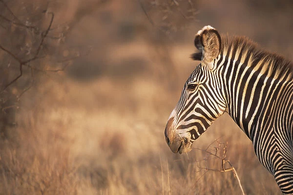 Grevyaes zebra (Equus grevyi) profile, Kenya, Samburu National Reserve