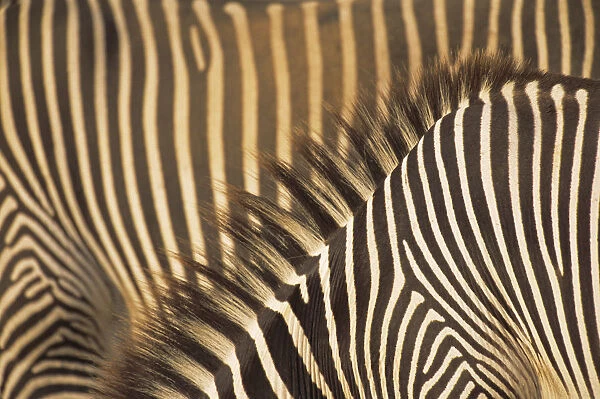 Grevyaes Zebra (Equus grevyi) stripe pattern in close up, Kenya, Samburu National Reserve