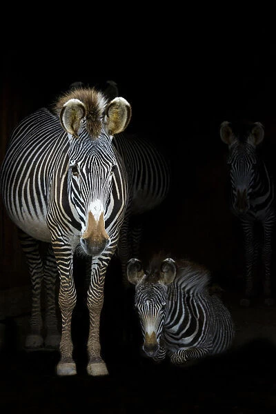 Grevyaes Zebras (Equus grevyi) mother standing in the dark in the stable entrance with
