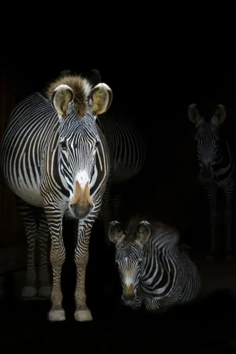 Framed Print : Grevyaes Zebras (Equus grevyi) mother standing in the dark in the stable entrance with Framed Print : Grevyaes Zebras (Equus grevyi) mother standing in the dark in the stable entrance with