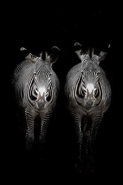 Two Grevyaes Zebras (Equus grevyi) standing in the dark in the stable entrance, Spain