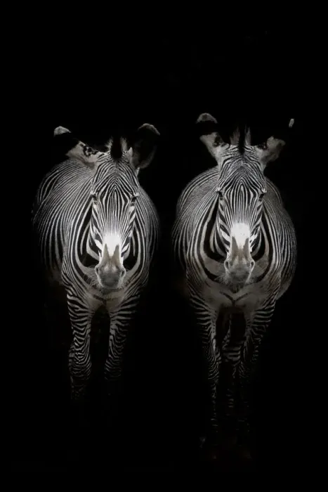 Framed Print : Two Grevyaes Zebras (Equus grevyi) standing in the dark in the stable entrance, Spain Framed Print : Two Grevyaes Zebras (Equus grevyi) standing in the dark in the stable entrance, Spain