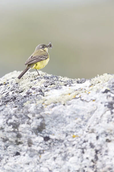 Grey-headed Wagtail (Motacilla flava thunbergi) female standing with beak full of insects, More og Romsdal, Norway