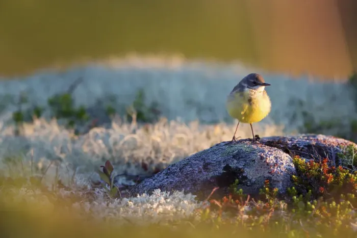 Framed Print : Grey-headed Wagtail (Motacilla flava thunbergi) female standing on stone, More og Romsdal, Norway Framed Print : Grey-headed Wagtail (Motacilla flava thunbergi) female standing on stone, More og Romsdal, Norway