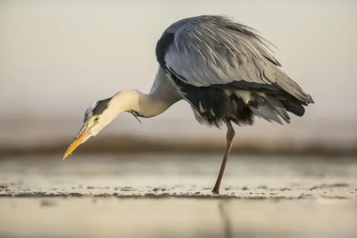Framed Print : Grey Heron (Ardea Cinera) hunting in shallow water, Kiskunsagi National Park, Bacs-Kiskun, Hungary Framed Print : Grey Heron (Ardea Cinera) hunting in shallow water, Kiskunsagi National Park, Bacs-Kiskun, Hungary