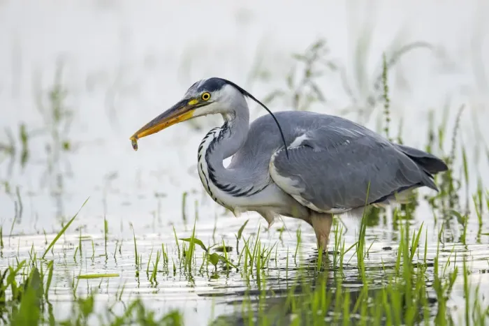 Framed Print : Grey Heron (Ardea Cinerea) caught a small fish, Zwolle, Overijssel, The Netherlands Framed Print : Grey Heron (Ardea Cinerea) caught a small fish, Zwolle, Overijssel, The Netherlands