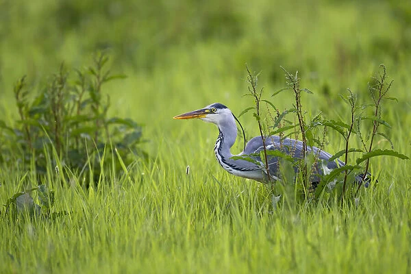 Grey Heron (Ardea Cinerea) hunting in the swamp and looking at camera, IJssel, Kampen, Overijssel, the Netherlands