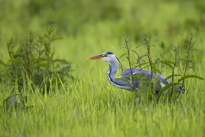 Framed Print : Grey Heron (Ardea Cinerea) hunting in the swamp and looking at camera, IJssel, Kampen, Overijssel, the Netherlands Framed Print : Grey Heron (Ardea Cinerea) hunting in the swamp and looking at camera, IJssel, Kampen, Overijssel, the Netherlands