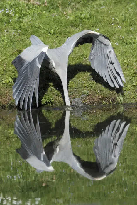 Framed Print : Grey Heron (Ardea cinerea) lunging for fish at waters edge, Kassel, Hessen, Germany Framed Print : Grey Heron (Ardea cinerea) lunging for fish at waters edge, Kassel, Hessen, Germany