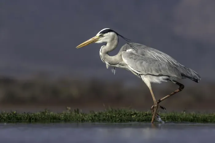 Framed Print : Grey heron (Ardea cinerea) walking through the water, Mkuze, Kwazula-Natal, South-Africa Framed Print : Grey heron (Ardea cinerea) walking through the water, Mkuze, Kwazula-Natal, South-Africa