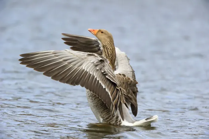 Framed Print : After this Greylag Goose (Anser anser) has cleaned its feathers he started shaking Framed Print : After this Greylag Goose (Anser anser) has cleaned its feathers he started shaking
