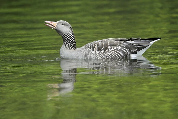 Greylag Goose (Anser anser) on lake, Kassel, Hessen, Germany