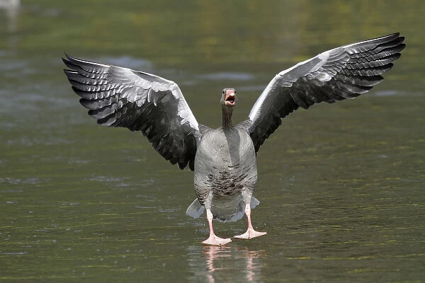 Greylag Goose (Anser anser) male landing on water, Kassel, Hessen, Germany