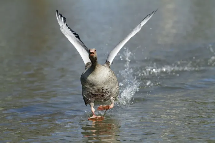 Framed Print : Greylag Goose (Anser anser) male taking flight from lake, Kassel, Hessen, Germany