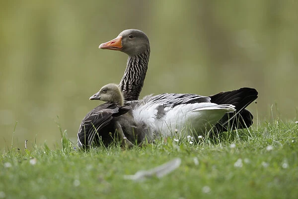 Greylag Goose (Anser anser) parent with gosling, Kassel, Hessen, Germany