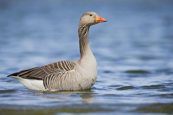 Greylag Goose (Anser anser) stading in the water, The Netherlands, Noord-Holland