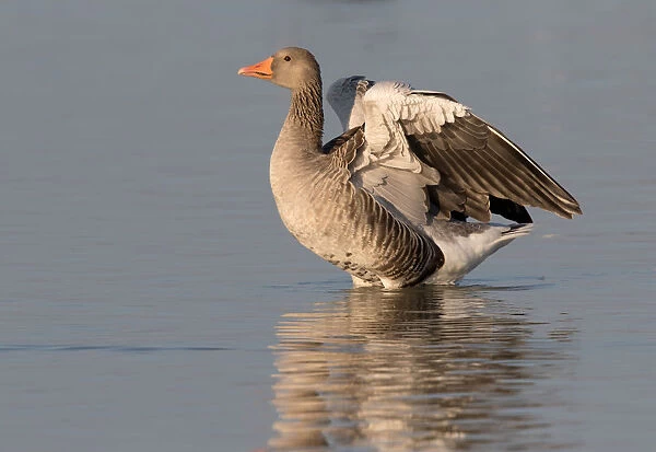 Greylag Goose (Anser anser) stretching wings in the water, Oostvaardersplassen, The