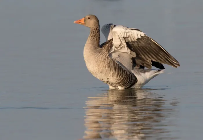 Framed Print : Greylag Goose (Anser anser) stretching wings in the water, Oostvaardersplassen Framed Print : Greylag Goose (Anser anser) stretching wings in the water, Oostvaardersplassen