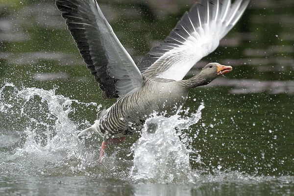 Greylag Goose (Anser anser) taking flight, Kassel, Hessen, Germany