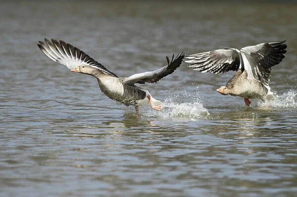 Greylag Goose (Anser anser) territorial males chasing each other over lake, Kassel