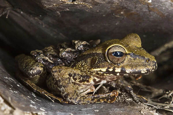 Groete Creek Carrying Frog (Stefania evansi) mother carrying froglets on back, Kaieteur Falls
