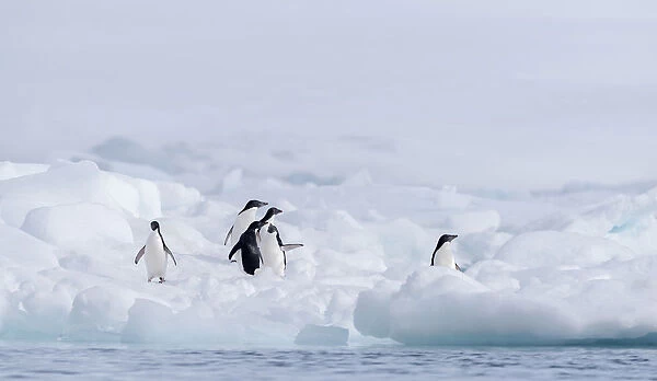 Group of Adelie Penguin (Pygoscelis adeliae) on Paulet Island, Antarctica