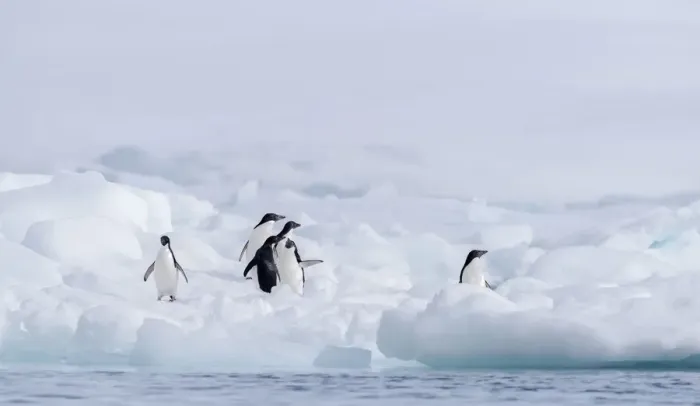 Framed Print : Group of Adelie Penguin (Pygoscelis adeliae) on Paulet Island, Antarctica Framed Print : Group of Adelie Penguin (Pygoscelis adeliae) on Paulet Island, Antarctica
